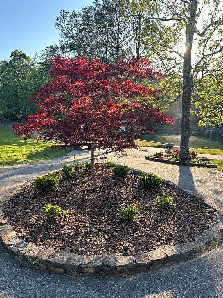 Mulch installation and Japanese maple landscaping by Recinos Landscaping & Outdoor Solutions in Auburn and Opelika AL